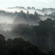 Fog1
